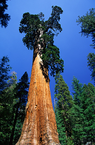 Национальный Парк Секвойя (Sequoia)